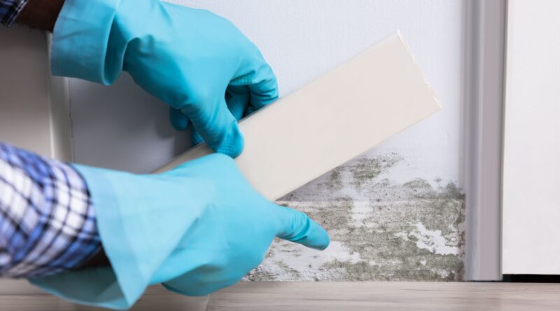 Mold Inspection Services Professionals