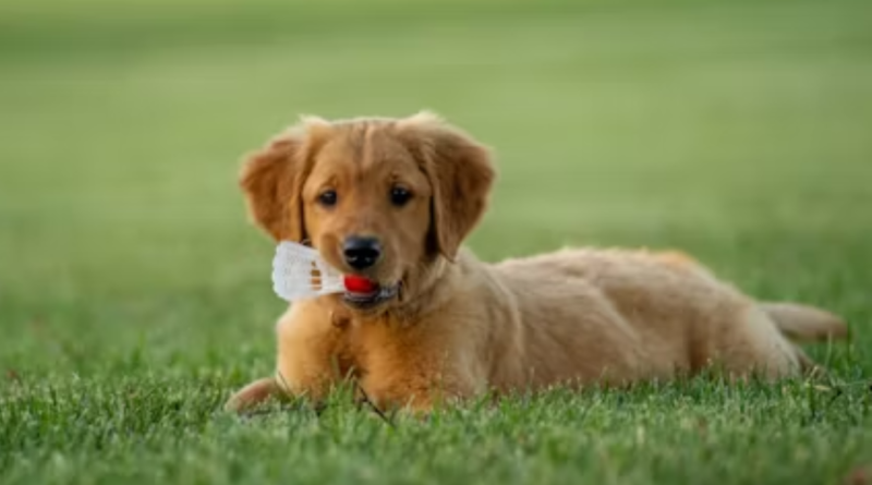 puppy obedience training toronto
